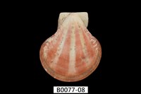 藏品(芬香海扇蛤(錢包海扇蛤))的圖片